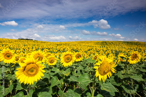 Fototapeta Naklejka Na Ścianę i Meble -  Sonnenblumen