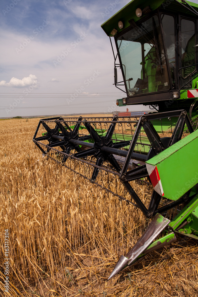 Fototapeta premium Combine harvester agriculture machine harvesting golden ripe wheat field
