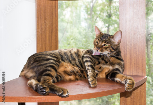 Obraz na plátně Golden cat breed toyger washes, lying on wooden shelf