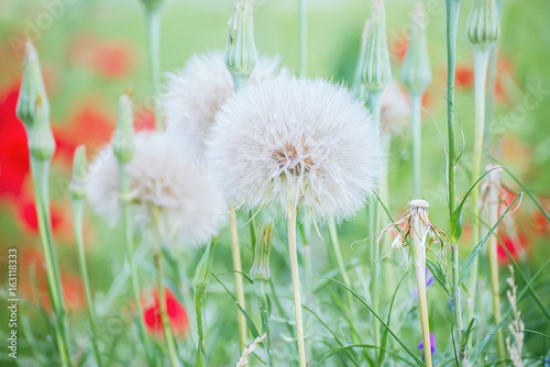 A huge white fluffy dandelion on a summer meadow among other flowers. A beautiful summer spring natural look.  