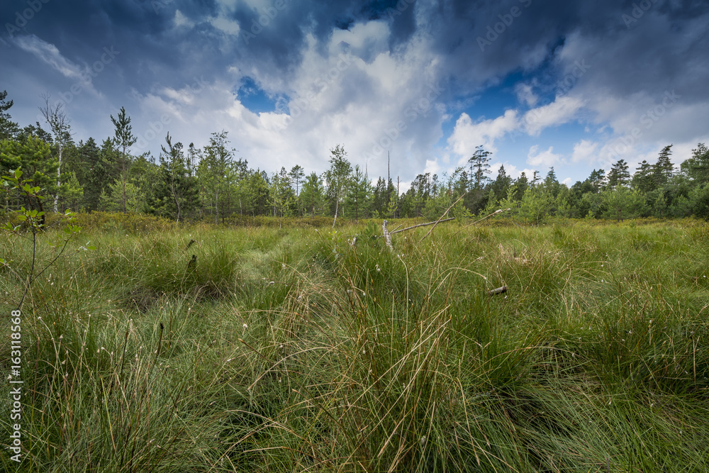 Peat bogs - National Nature Reserve - Cervene blato,Trebonsko, Crech republic, Europe Peat bogs - National Nature Reserve - Cervene blato,Trebonsko, Crech republic, Europe