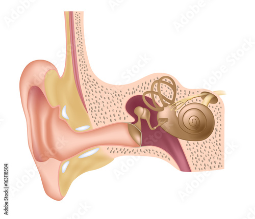 Photography Ear anatomy, unlabeled.