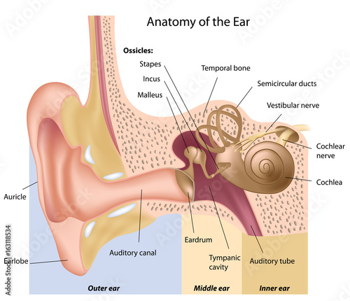 Human ear anatomy, labeled.  photo