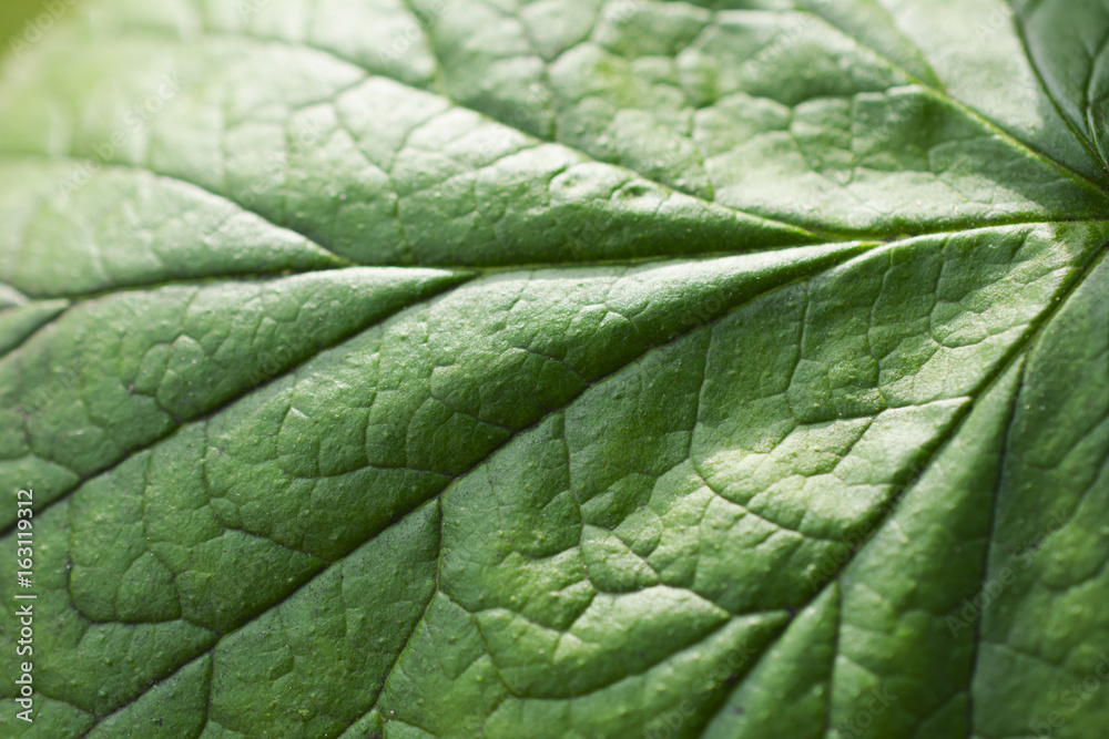 Green leaf terxture in natural light. Shallow depth of field Green leaf terxture in natural light. Shallow depth of field