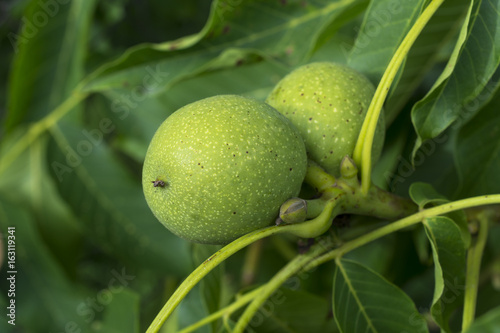 Close up on green walnuts on walnut tree branch