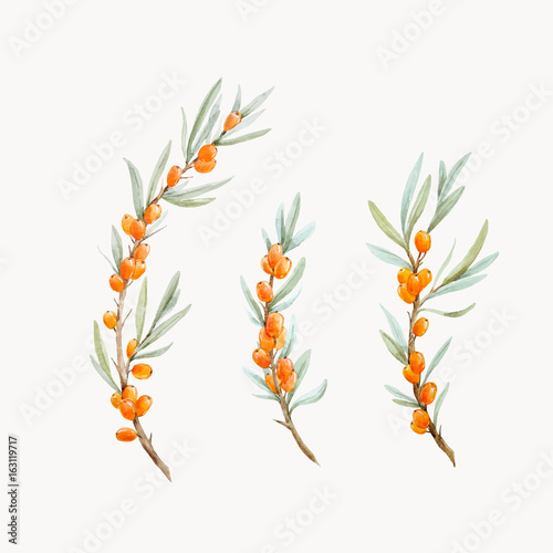 Watercolor vector sea buckthorn