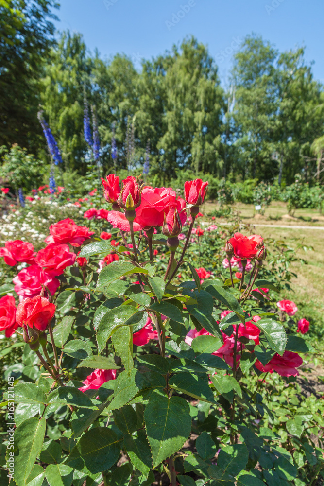 KYIV, UKRAINE: flowering roses in the Rosarium