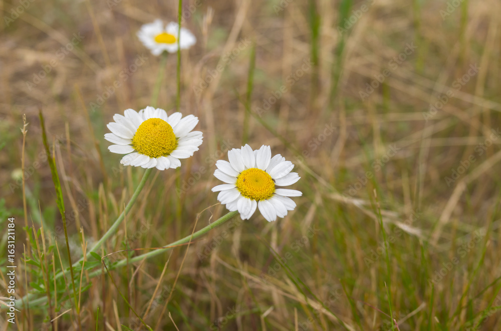 Wild chamomile flowers in summer herbs Wild chamomile flowers in summer herbs