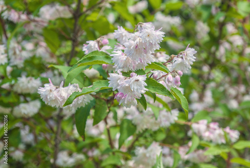 Branch of elegant pinkish white fuzzy deutzia flowers photo