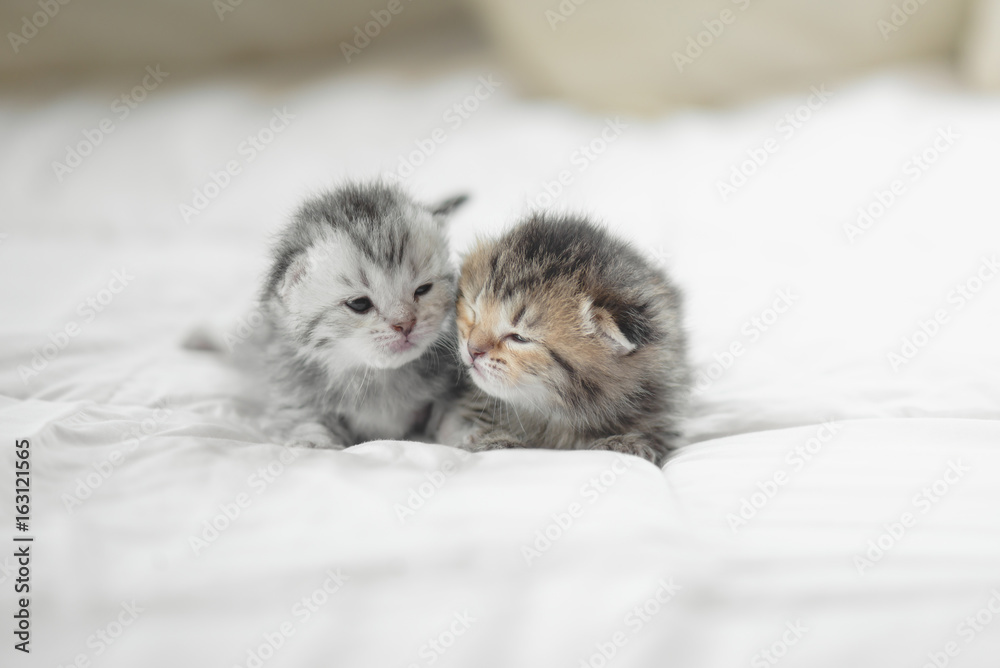 Cute tabby kittens lying