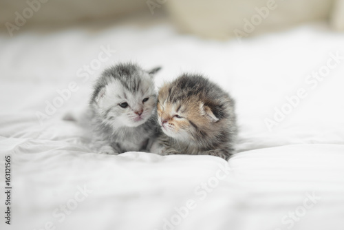 Cute tabby kittens lying