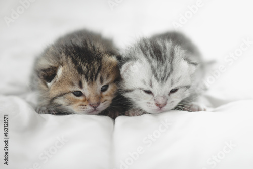 Cute tabby kittens lying