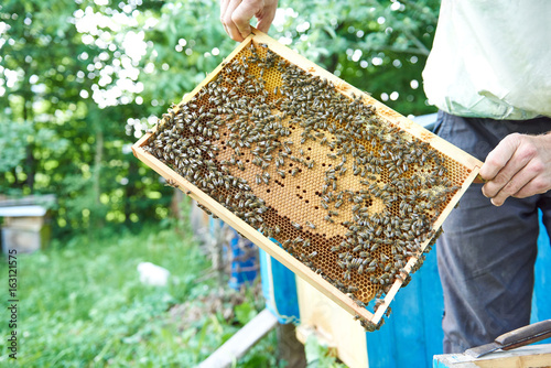Cropped shot of a male beekeeper holding honeycomb frame from a beehive harvesting honey.