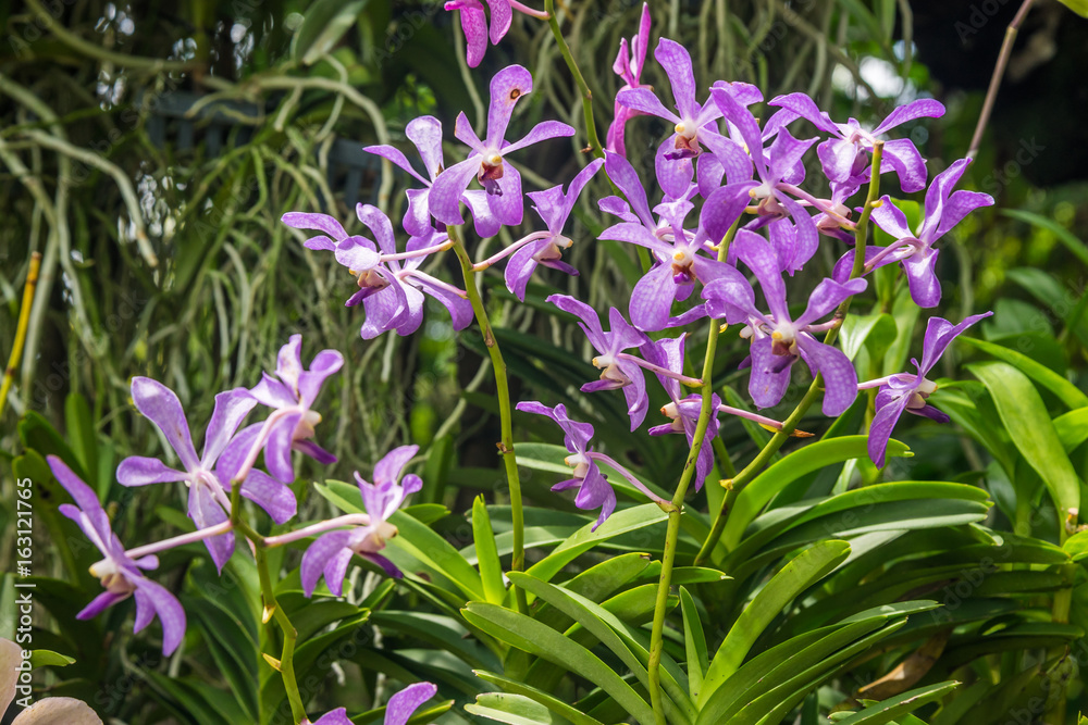 Purple orchid flowers orchid flowers Purple orchid flowers orchid flowers