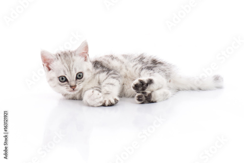 Cute American Shorthair kitten © lalalululala