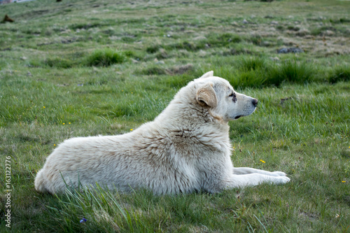 Mountain dog resting in grass in Bucegi mountains, Bucegi National Park, Romania; summer day