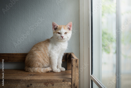 Cute bicolor kitten sitting and looking