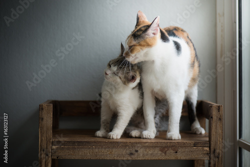Fototapeta Naklejka Na Ścianę i Meble -  mother cat licking her kitten