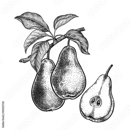 Realistic hand drawing pears.