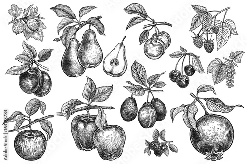 Obraz Berries and fruit big set.