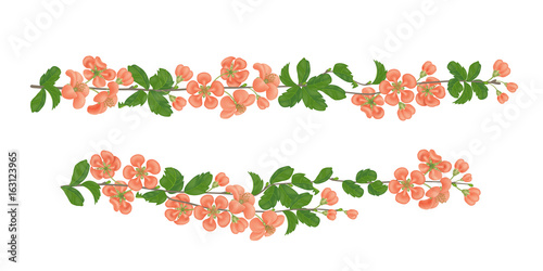 Horizontal branch of quince blossoms. Realistic vector illustration on isolated background.