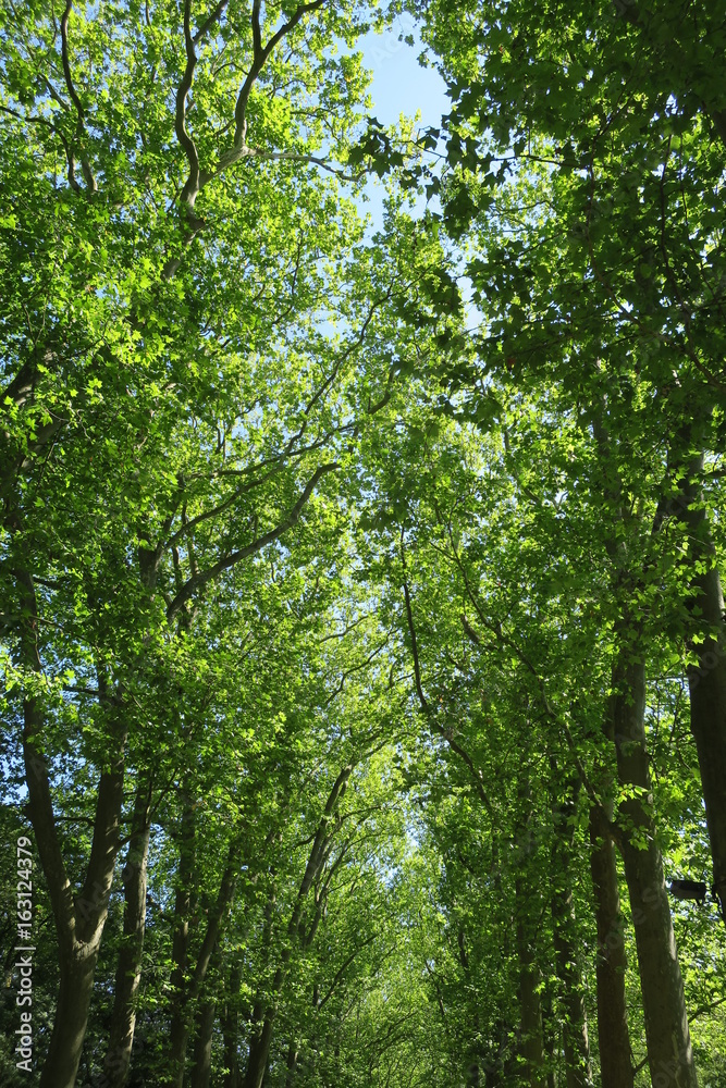 Fototapeta premium Trees