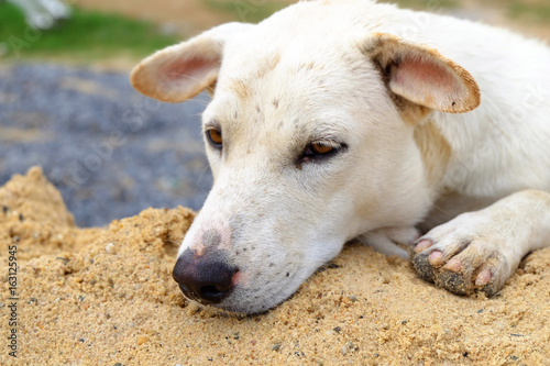 Dog has sad eyes laying on sand