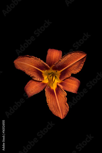 Orange flower - daylily (Hemerocallis fulva), on black background.