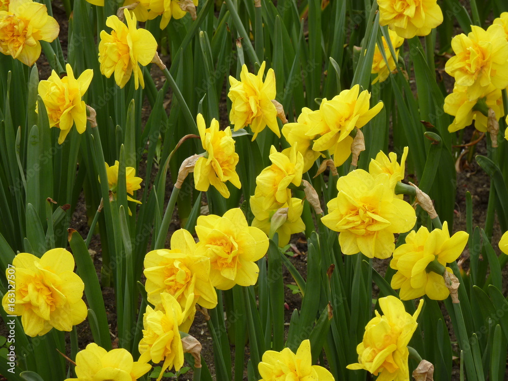 yellow yellow