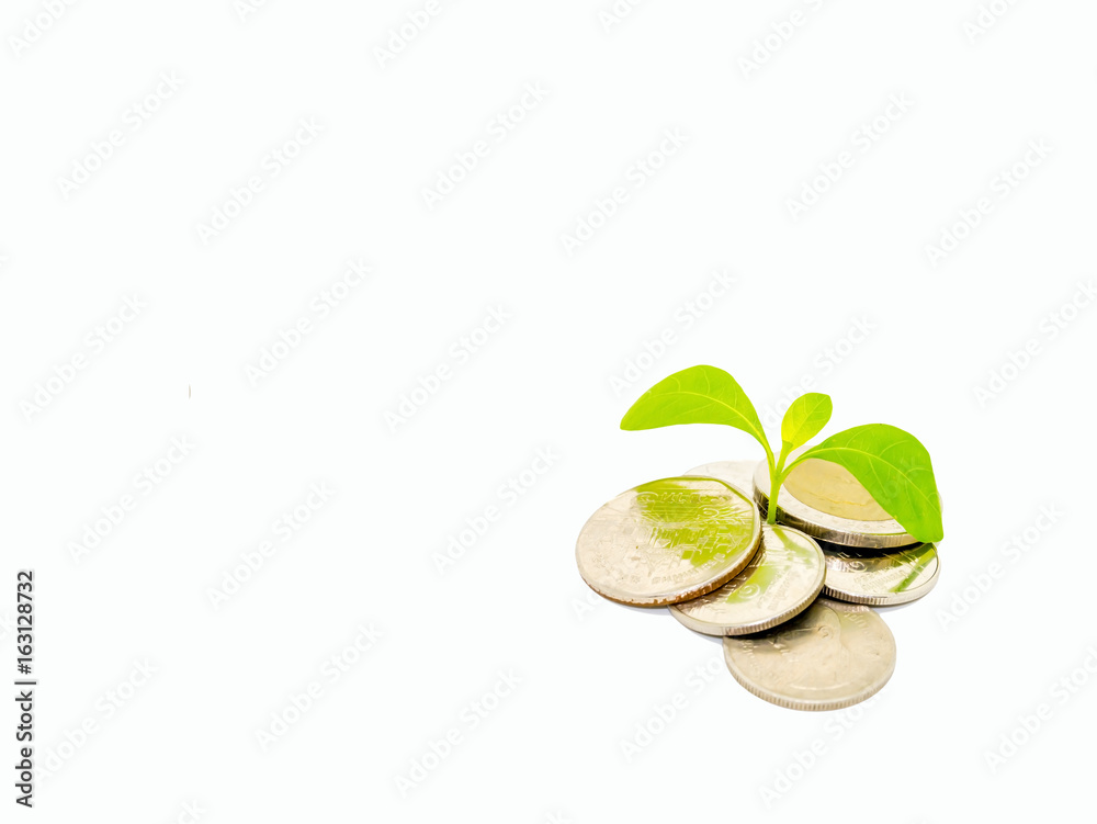 Green tree growing on money coins, isolate on white background and copy space. Green tree growing on money coins, isolate on white background and copy space.