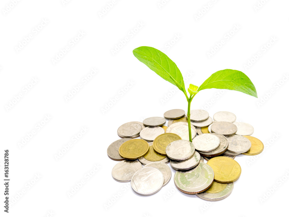 Green tree growing on money coins, isolate on white background and copy space. Green tree growing on money coins, isolate on white background and copy space.