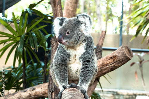 Canvas Print Lazy Koara on Tree
