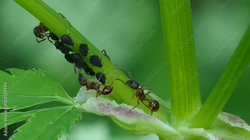 Forest Ants herding aphids. Ants are shepherds in the foliage make friends with insects. Myrmecophily - organisms living in Association with ants and depend on them. Forest Ants herding aphids. Ants are shepherds in the foliage make friends with insects. Myrmecophily - organisms living in Association with ants and depend on them.