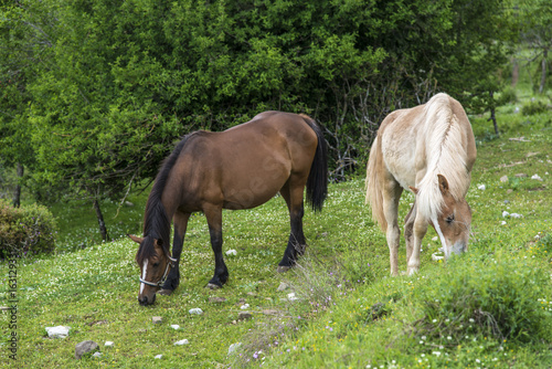 Horses eating grass