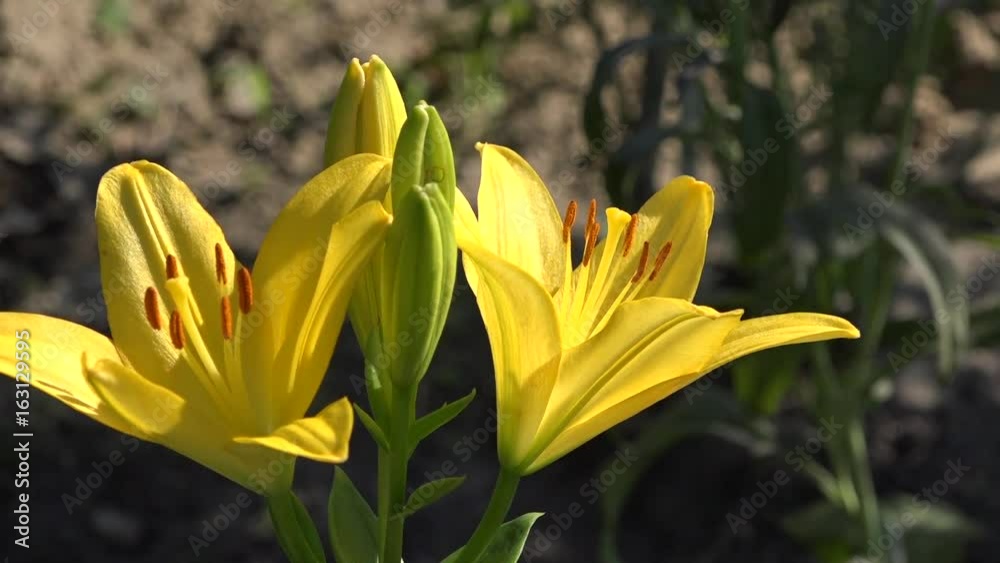 Yellow lily in full juice.Natural and beautiful.Yellow, delicate flower with a pungent odor. Yellow lily in full juice.Natural and beautiful.Yellow, delicate flower with a pungent odor.