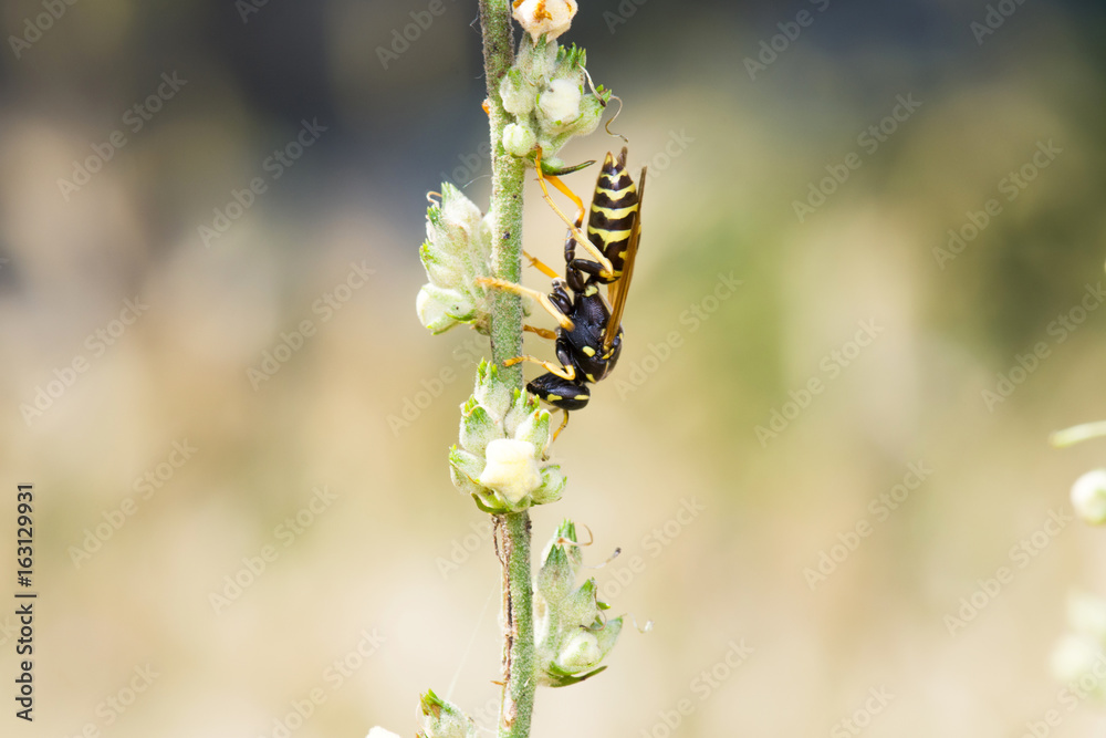 Wasp Standing Upside Down On Wild Plant
