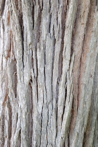 Tree bark texture background © j_chaikom