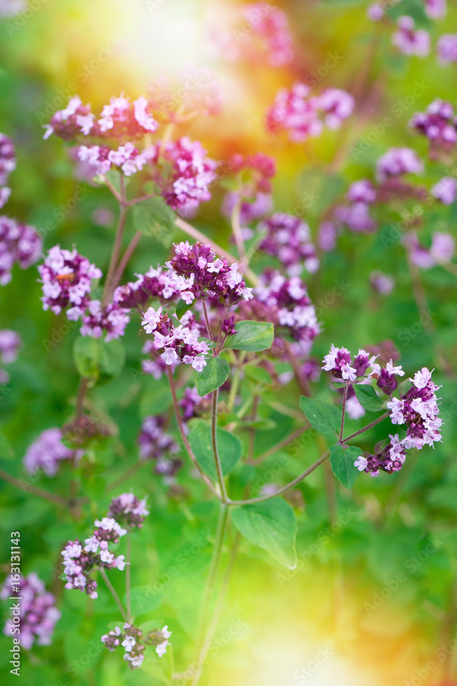 Fototapeta premium Oregano flowers herbal background and sunlight
