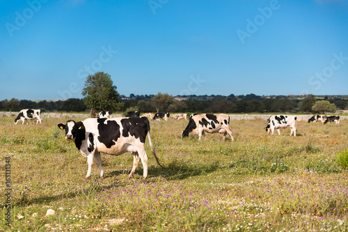 A group of cows graze in the sicilian countryside