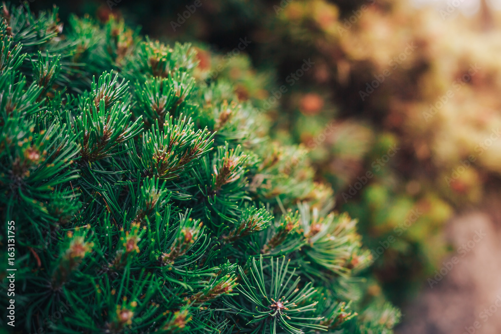Fir tree brunch close up. Shallow focus. Fluffy fir tree brunch close up. Christmas wallpaper concept. Copy space. Fir tree brunch close up. Shallow focus. Fluffy fir tree brunch close up. Christmas wallpaper concept. Copy space.