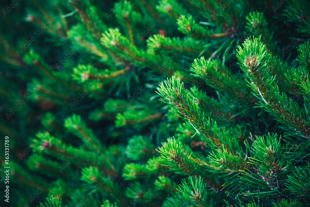 Fir tree brunch close up. Shallow focus. Fluffy fir tree brunch close up. Christmas wallpaper concept. Copy space. Fir tree brunch close up. Shallow focus. Fluffy fir tree brunch close up. Christmas wallpaper concept. Copy space.