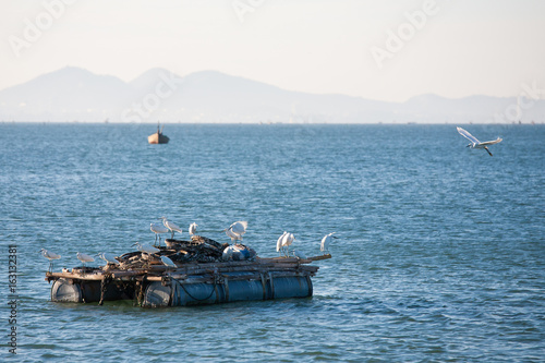 Egret on pontoon © Anuchit