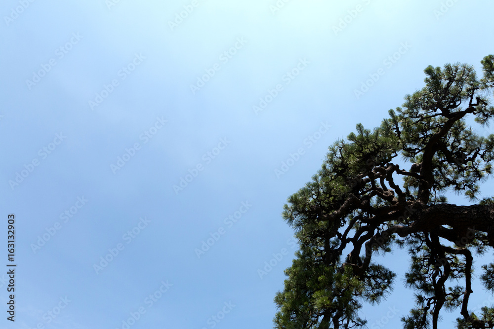 Obraz premium 松の空