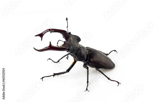 Deer beetle (Lucanus cervus)