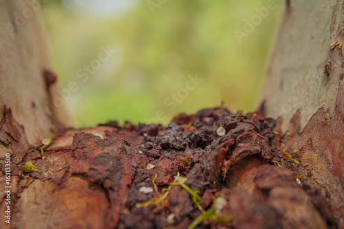 Old rough brown dry tree trunk surface closeup