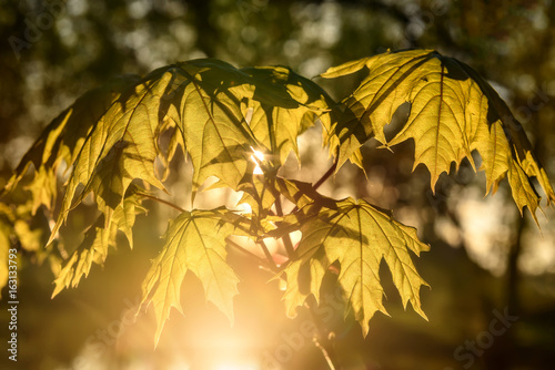 maple leaves sunlight backgrounds