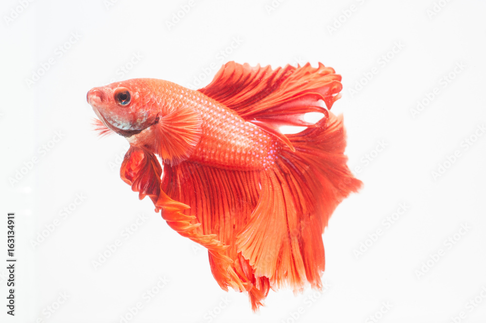 Siamese fighting fish or Betta fish isolated Siamese fighting fish or Betta fish isolated