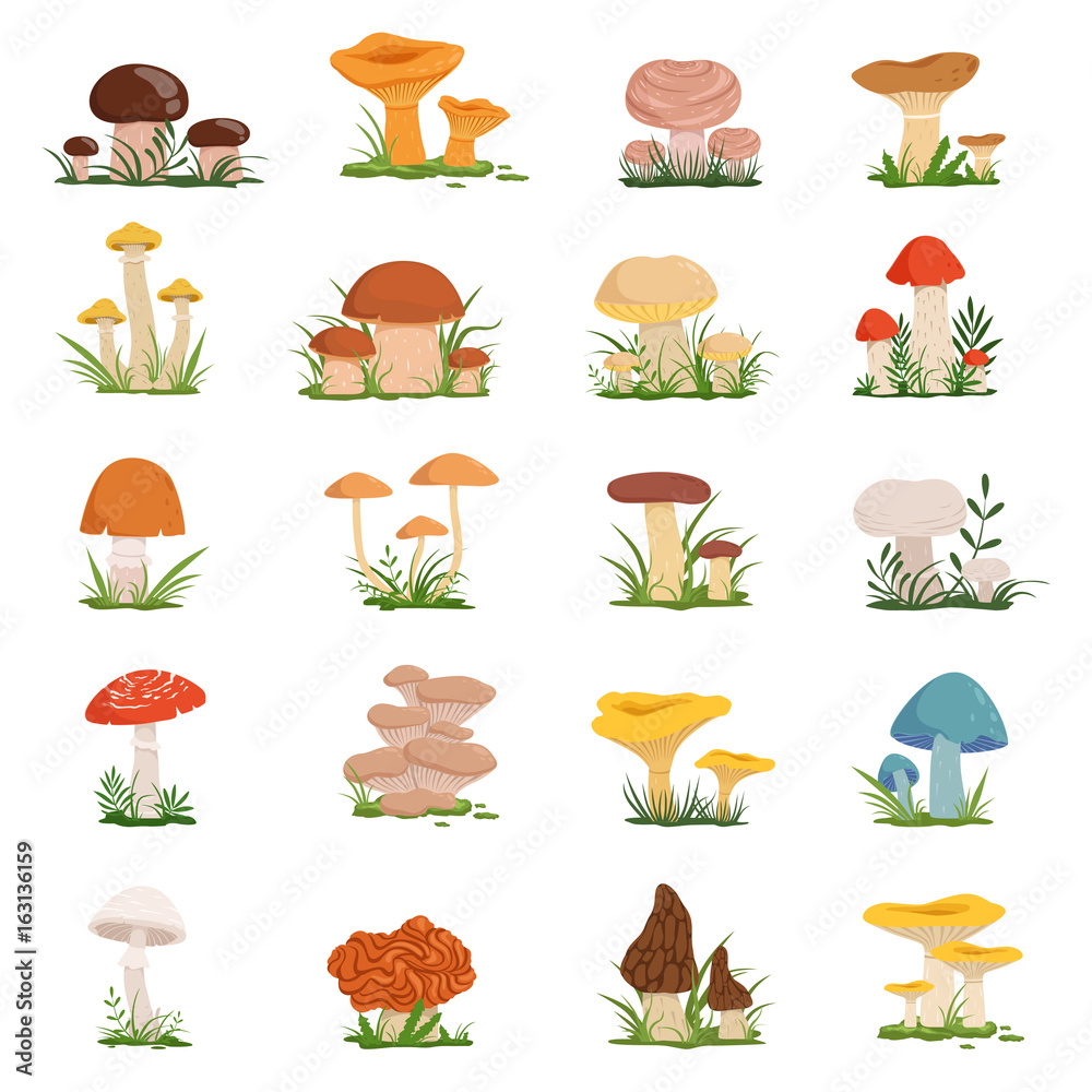 Different mushrooms on green grass. Vector set