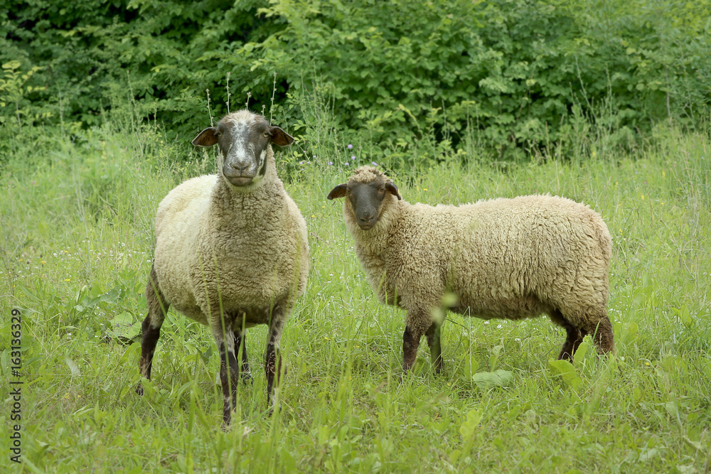 Two sheep in meadow. Farm animal sheep in grass. Two sheep in meadow. Farm animal sheep in grass.