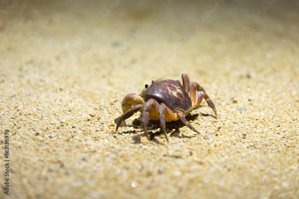 Land crab at night with light from Thailand Land crab at night with light from Thailand